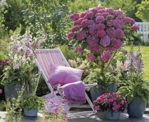 14908387_349544435397018_7919828848578092117_n