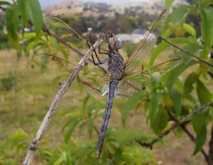 674px-aust_blue_dragonfly02